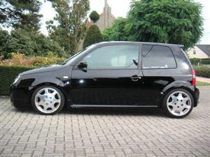 lupo 12
